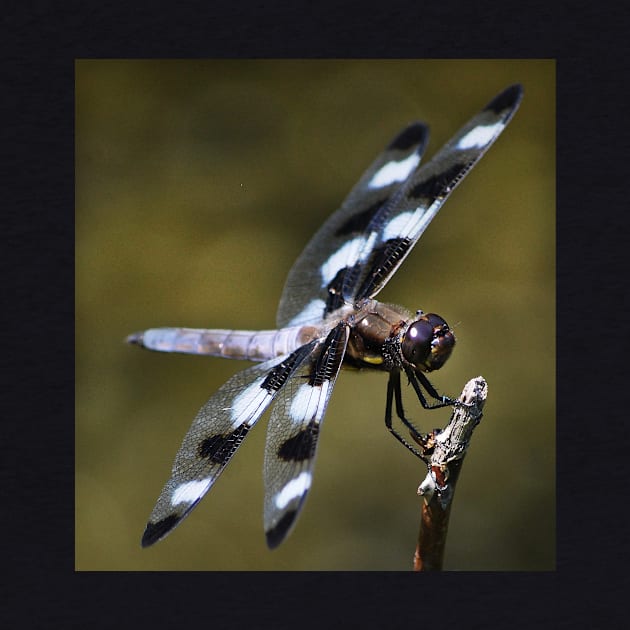 Twelve-spotted Skimmer by LaurieMinor